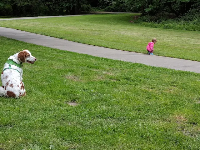 Dog Park Riverview Park Renton