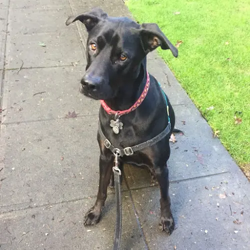 Dog walker Walk With Tanya Seattle