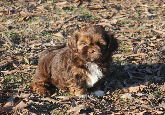 Dog breeder BowWow Babies Santa Barbara