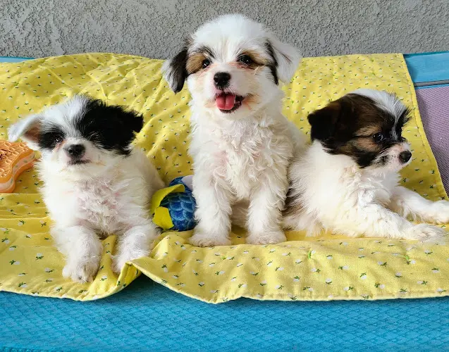 Dog trainer Bruceville Pet Hospital Elk Grove