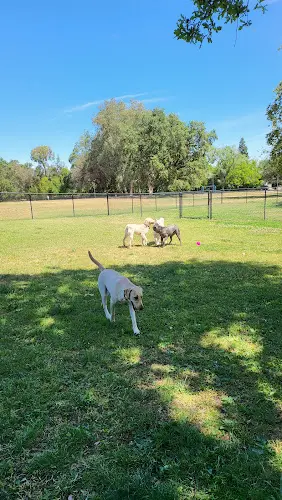 Dog Park Arcade Creek Park Roseville