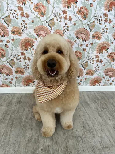 Dog Grooming Bark and Bath Pet Grooming Santa Rosa