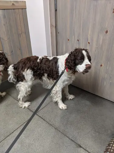 Pet boarding service Kulshan Veterinary Hospital Bellingham