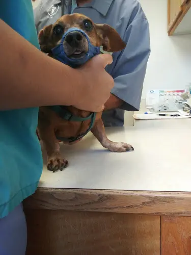 Pet vet Lakeside Veterinary Hospital El Cajon