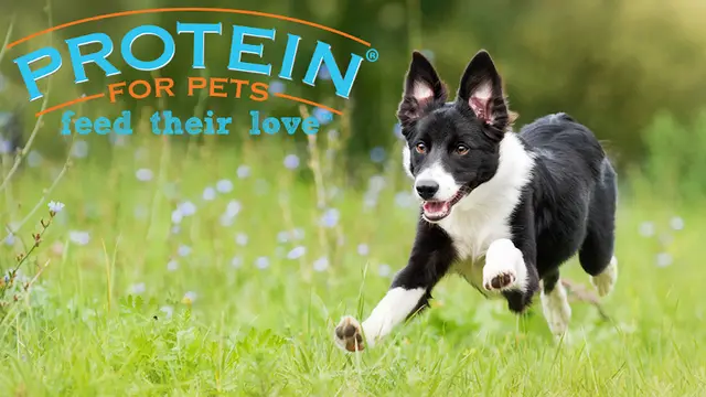 Pet boarding service Protein for Pets Ventura