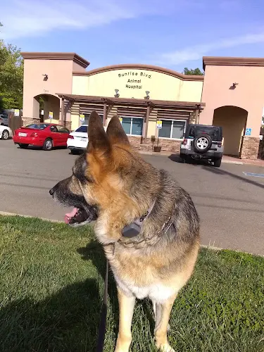Pet vet Sunrise Boulevard Animal Hospital Roseville