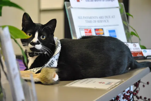 Pet vet Fresno Veterinary Specialty and Emergency Center Fresno