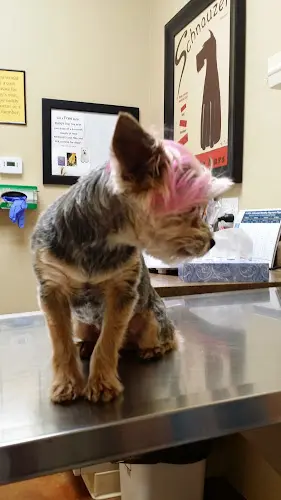 Pet vet Clovis Pet Hospital Fresno