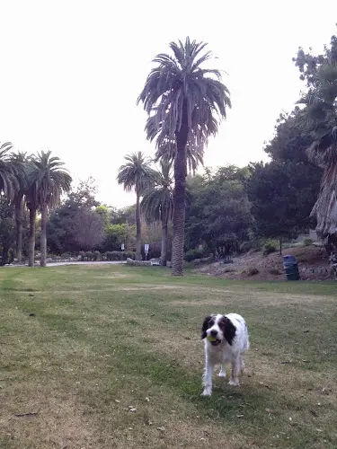 Dog Park Wattles Garden Park Inglewood