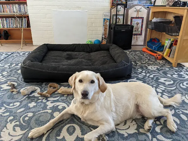 Pet vet Free Animal Doctor Pasadena