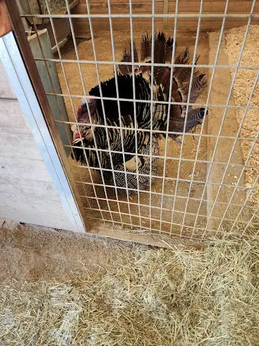 Rescue & Shelter The Gentle Barn Santa Clarita