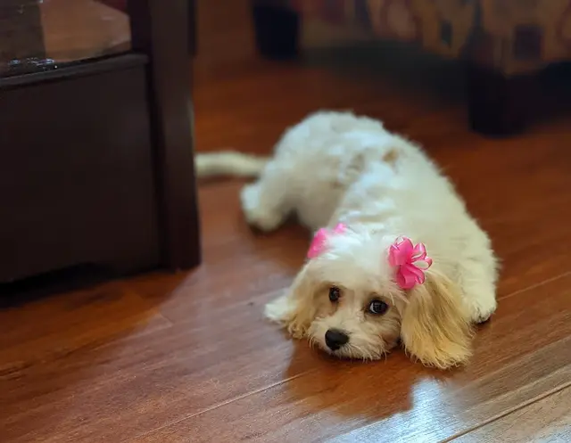 Dog Grooming White Lion Pet Grooming Elk Grove
