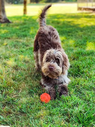 Dog breeder Great Day Labradoodles Salem