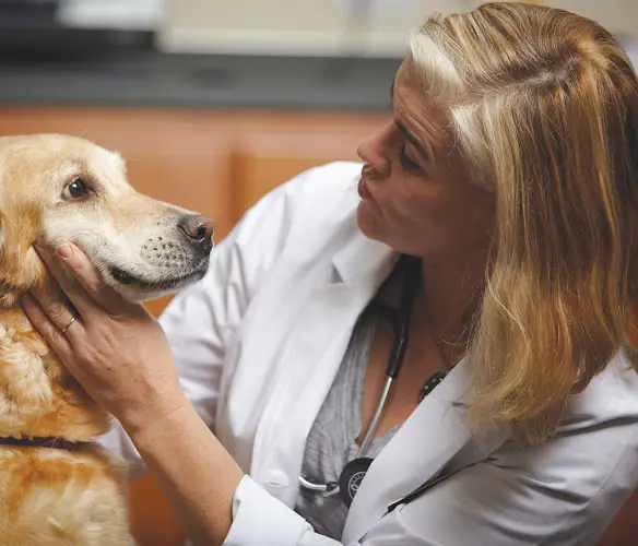 Pet vet Oregon Veterinary Referral Associates Eugene
