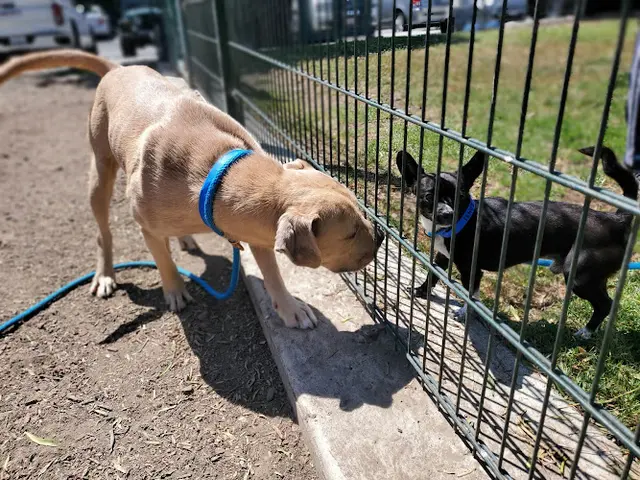 Dog day care center City of San José Animal Care Center San Jose