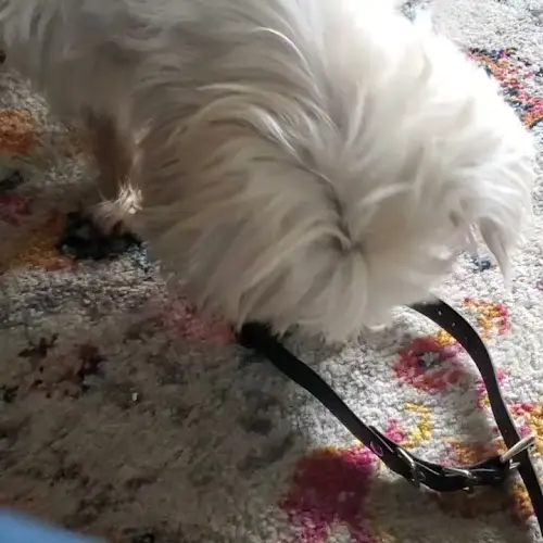Dog trainer System of a Dog Salem