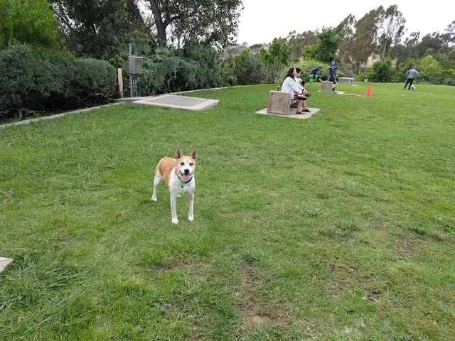 Dog Park Meanley Open Park San Diego