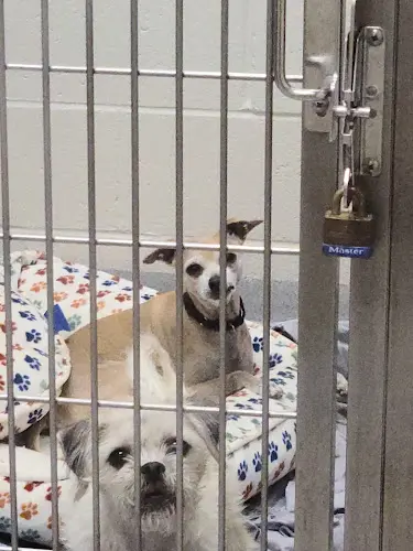 Dog walker San Diego Humane Society's El Cajon Campus El Cajon