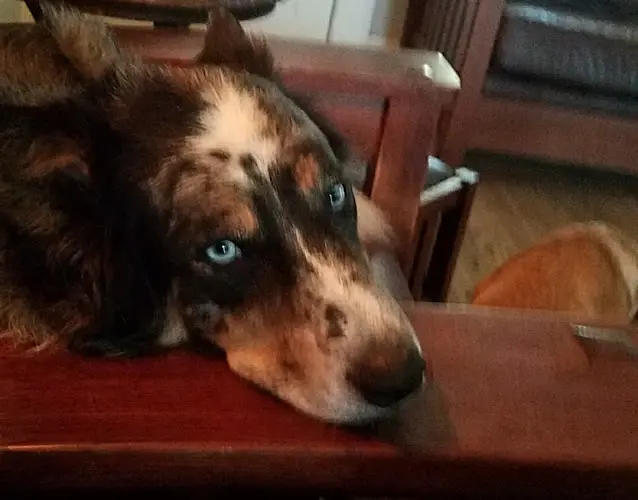 Dog walker Your Best Friends Inn Visalia