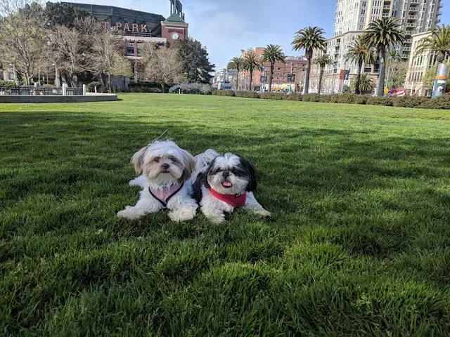 Dog Park South Beach Park San Francisco