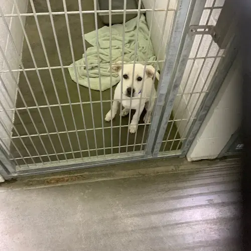 Rescue & Shelter Ramona Animal Shelter Incorporation Victorville