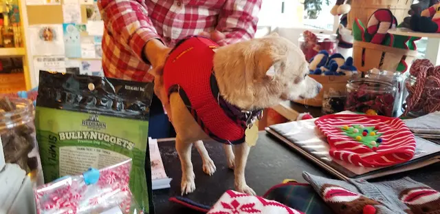 Dog breeder George Santa Barbara