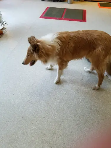 Dog breeder Kings Valley Collies Gresham