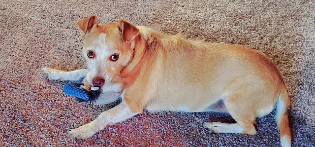 Dog trainer Montgomery Village Veterinary Clinic Santa Rosa