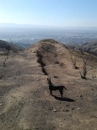 Dog Park Verdugo Mountain Park Burbank