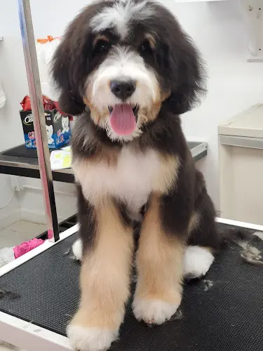 Dog breeder CDM Dog Grooming Costa Mesa