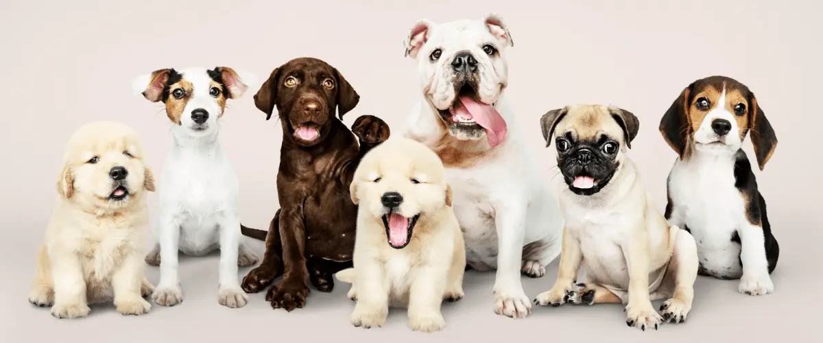 Dog breeders near Carson