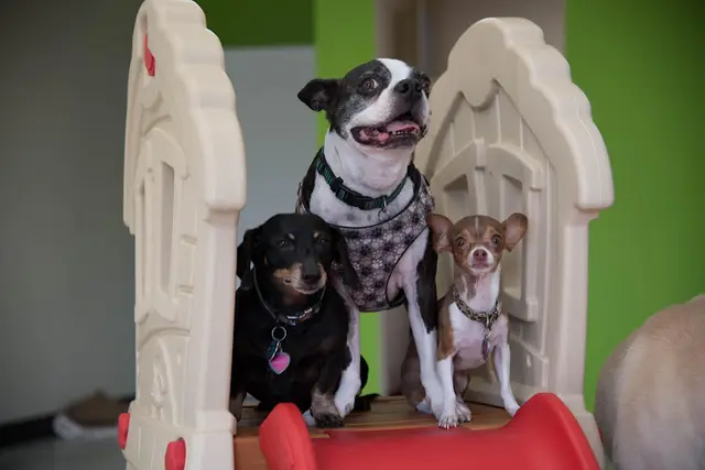 Dog trainer Doggie's Day Out of Palm Springs Indio