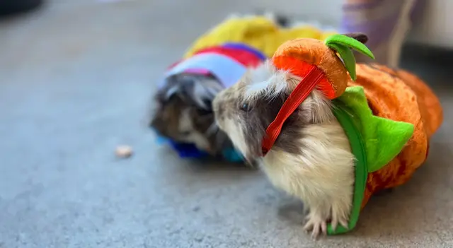 Rescue & Shelter Above & Beyond Guinea Rescue Fullerton