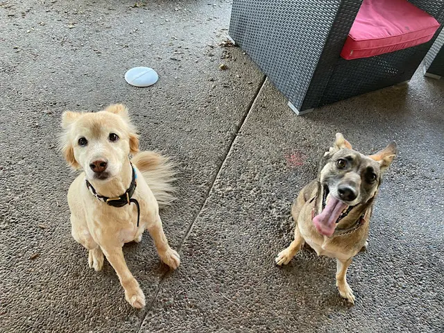 Pet boarding service Style 4 Woof Concord