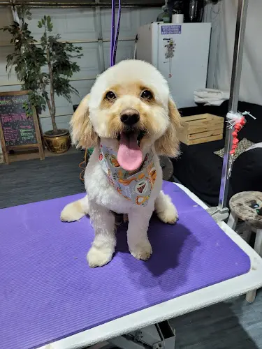 Dog Grooming Beebes Bubbles Grooming LLC Victorville