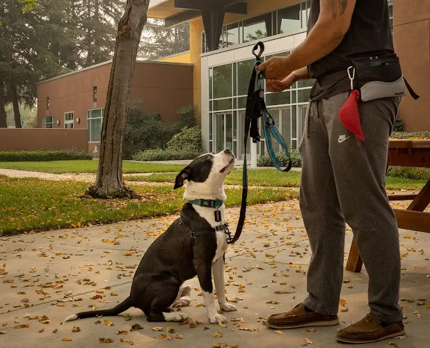 Dog trainer ARF Training Concord