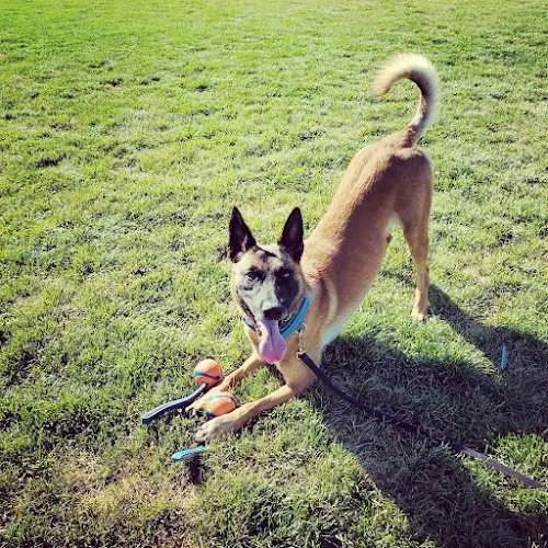 Dog trainer Deschutes K9 Training Solutions LLC Bend