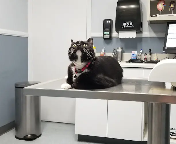 Pet vet Washington Dog and Cat Hospital Los Angeles