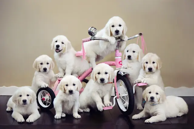Dog breeder The Bearden Pack San Bernardino