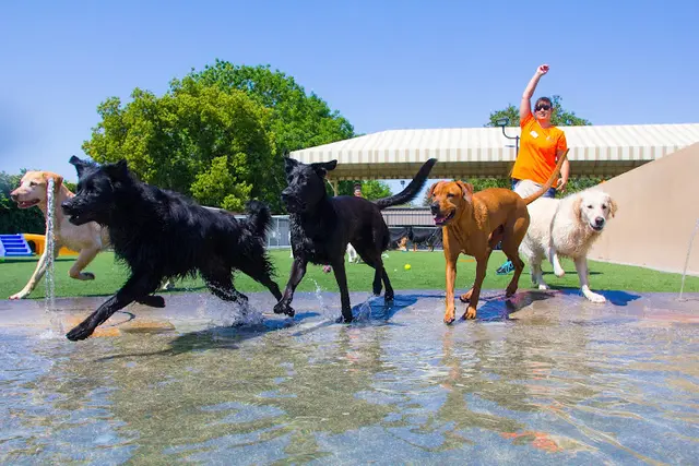 Dog trainer Elaine's Pet Resorts Clovis