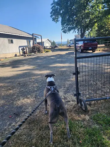 Dog trainer Countryside Kennel Vancouver