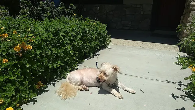 Dog Grooming GG grooming Orange
