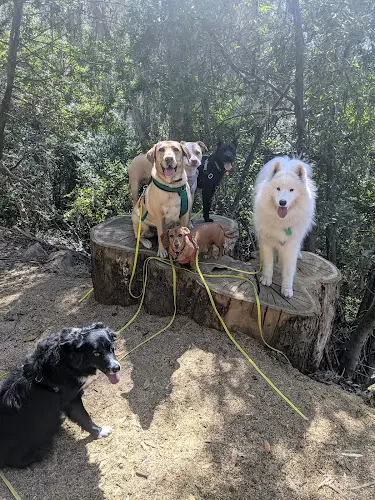 Dog trainer Pack Pups Oakland