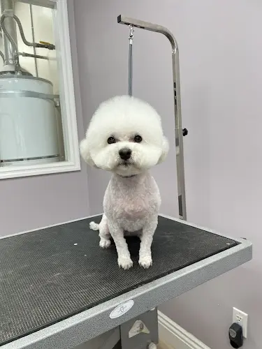 Dog Grooming A+ Pet & Grooming West Covina