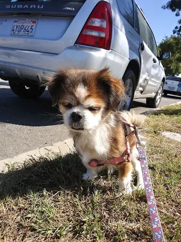 Dog Park Petco South Gate
