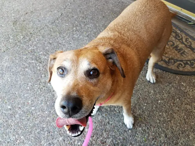 Dog day care center Elite Dogs Training & Boarding Sacramento