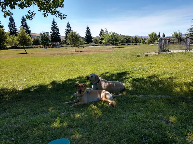 Dog Park Bruno Canziani Neighborhood Park Livermore