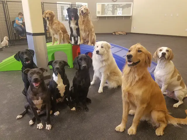 Dog day care center Canine Club Hillsboro