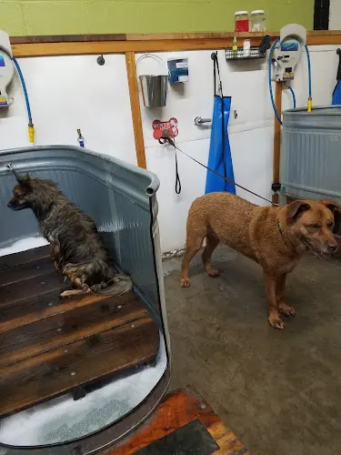 Dog trainer Splash Hound USA Pet Supply & Dog Wash Sacramento