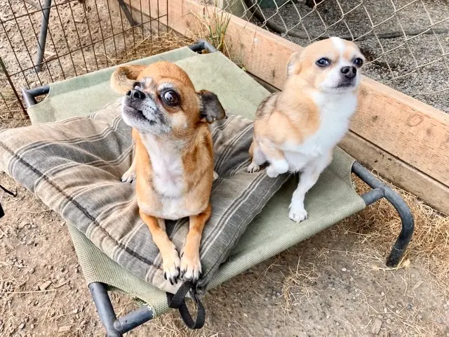 Pet boarding service Opportunity Barks Eugene